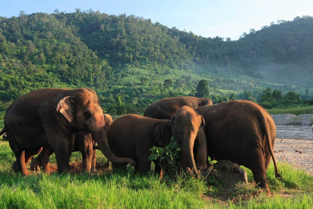 Elephant camp Chiang Mai