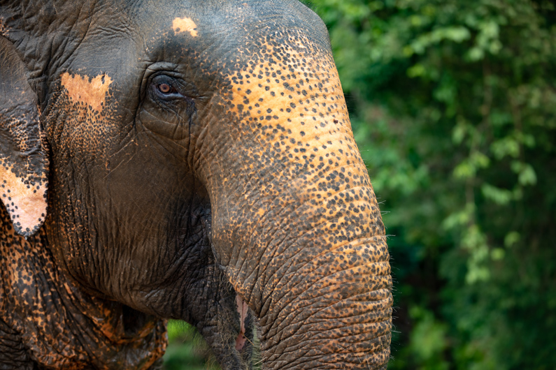 This image has an empty alt attribute; its file name is Thai-elephant-3.jpg